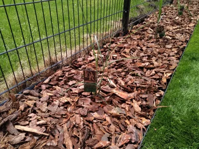 Miscanthus chinese: a Far Eastern guest in the garden : Miscanthus Malepartus growing on a garden