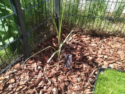 Miscanthus chinese: a Far Eastern guest in the garden : Zoom on a freshly planted Miscanthus Sinensis Malepartus ornamental grass under the sun
