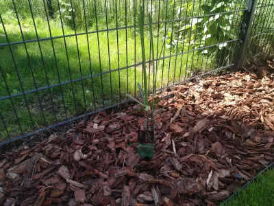 Miscanthus chinese: a Far Eastern guest in the garden : A Miscanthus Sinensis Malepartus ornamental grass under the shade