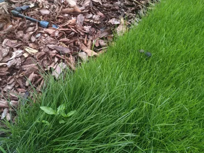 Lawn Fertilizer YaraMila Complex: How To Use It? : Weeds and mushroom growing on moss in lawn grass garden